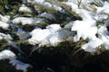 Thick cover of snow on branches of savin juniper