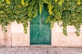 Elderberry plant covering a wooden green door