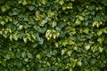 Thick curly ivy. Hedera Helix ivy. Green floral background. Green plant hedge Royalty Free Stock Photo
