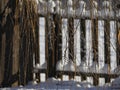 Thick curtain of twigs hanging by a wooden fence, all covered with ice and snow on a winter morning Royalty Free Stock Photo