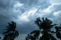 Thick dark black heavy storm clouds covered summer sunset sky horizon. Gale speed wind blowing over blurry coconut palm tree Royalty Free Stock Photo