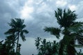 Thick dark black heavy storm clouds covered summer sunset sky horizon. Gale speed wind blowing over blurry coconut palm tree Royalty Free Stock Photo