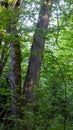 thick dark canopy blocking light to the underbrush Royalty Free Stock Photo