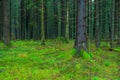 Thick dark fir forest covered