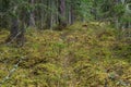 Thick, dark spruce forest