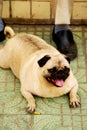 Thick dog (Pekinese). China