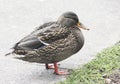 Thick duck stands near the grass on the asphalt