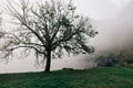 Thick, eerie fog creeping over pine trees with towering hazy mountains across the emerald water reflections of Emerald Lake in Royalty Free Stock Photo