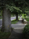 Thick elm tree trunks and stone walls along the paved road Royalty Free Stock Photo