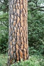 Thick embossed bark on high trunk of Italian pine tree