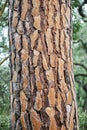 Thick embossed bark on high trunk of Italian pine tree