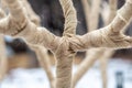 Thick fabric is tied around the branches of a wintery tree in the snow
