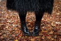 Thick female legs in comfortable black boots on autumn leaves. Clubfoot. Stability, strength, confidence concept Royalty Free Stock Photo