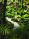 Thick fern rainforest pathway in New Zealand.