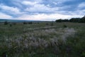 Thick field grass. Green steppe vegetation in the evening Royalty Free Stock Photo