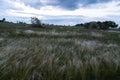 Thick field grass. Green steppe vegetation in the evening Royalty Free Stock Photo