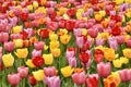 Thick Fields of Tulips in Toronto parks