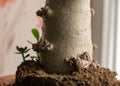 a thick fine tree trunk in a flowerpot and a new seedling