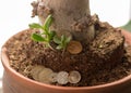 a thick fine tree trunk in a flowerpot and a new seedling