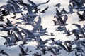 Thick flock of seagulls swarming over water Royalty Free Stock Photo