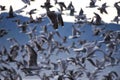Thick flock of seagulls swarming over water Royalty Free Stock Photo