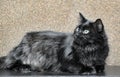 thick fluffy black cat