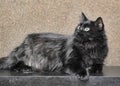 thick fluffy black cat