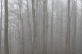 Dense, silent forest of bare trees obscured by thick fog on a bleak autumn day Royalty Free Stock Photo