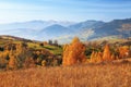 Thick fog covered the valley, forest. Majestic autumn landscape. Birch with orange leaves and golden grass. Location Carpathian. Royalty Free Stock Photo