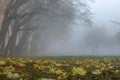 Thick fog in early morning. Crooked old trees in autumn Royalty Free Stock Photo