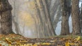 Thick fog in early morning. Old trees in autumn landscape. Royalty Free Stock Photo