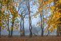 Thick fog in early morning. Spooky crooked old trees in autumn