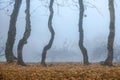 Thick fog in early morning. Spooky crooked old trees in autumn