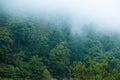 Thick fog engulfs the forest. Royalty Free Stock Photo