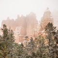 Thick Fog Mixes with Snow Over Bryce Hoodoos and Pine Trees