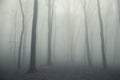 Thick fog in a spooky dark forest in winter