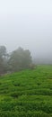 thick fog in the tea plantation Royalty Free Stock Photo
