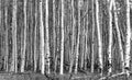 Thick forest of aspen trees with tall black and white trunks and branches in Colorado landscape Royalty Free Stock Photo