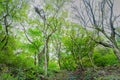 A thick forest with beautify green trees in a nation park Korea Gyeongju