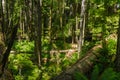 Beautiful Forest on a Sunny Summer Day