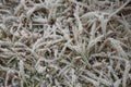 Thick frost on grass in field in late autumn Royalty Free Stock Photo