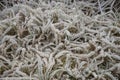 Thick frost on grass in field in late autumn Royalty Free Stock Photo