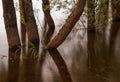 The thick gnarled trunks of willows are reflected in the surface of the water