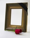 Thick gold picture frame with rose Royalty Free Stock Photo