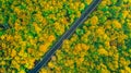 Thick golden colored forest crossed by a diagonal asphalt road