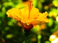 Thick golden yellow hibiscus