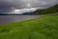 The thick grass on the bank of the river. Royalty Free Stock Photo