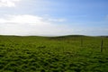 Thick Grass Field Abutting the Cliff`s of Moher in Ireland Royalty Free Stock Photo