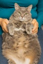 Thick, gray cat on the hands of a woman