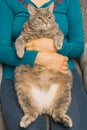 Thick, gray cat on the hands of a woman